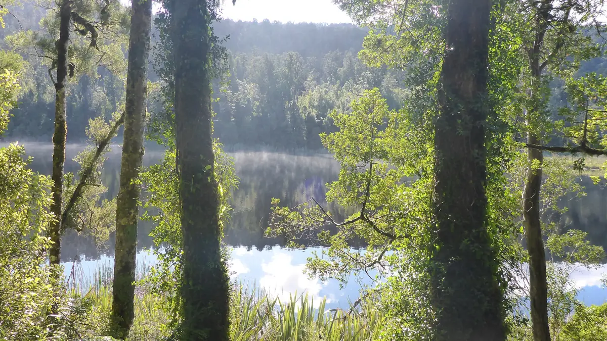 Rainforest along the Lake Matheson walk