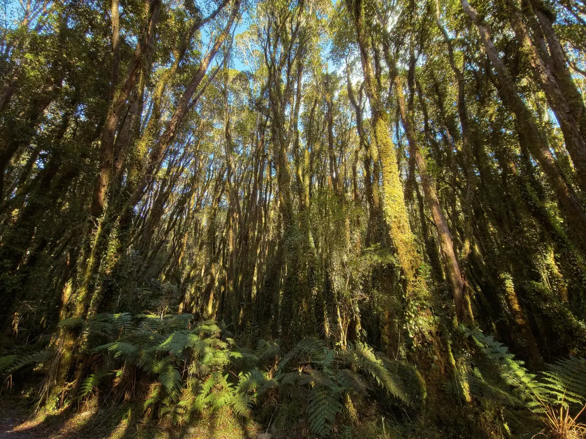 Tall rainforest in Westland Tai Poutini National Park